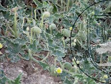 Бешенный огурец обыкновенный 003